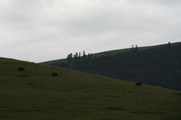 More buffalo.