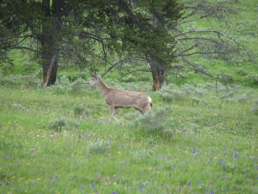 Deer