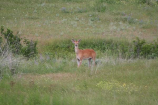 A deer.