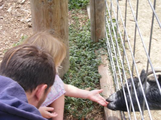 Sarah feeds a goat.
