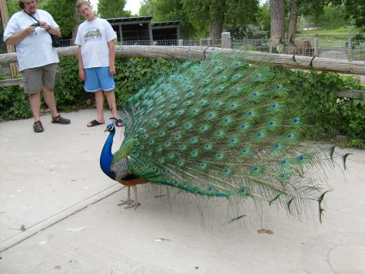 peacock shows off for Benji and Joe