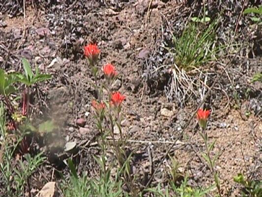 Indian Paint Brush