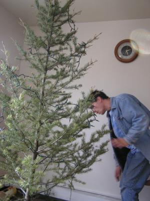 David is putting lights on the tree.