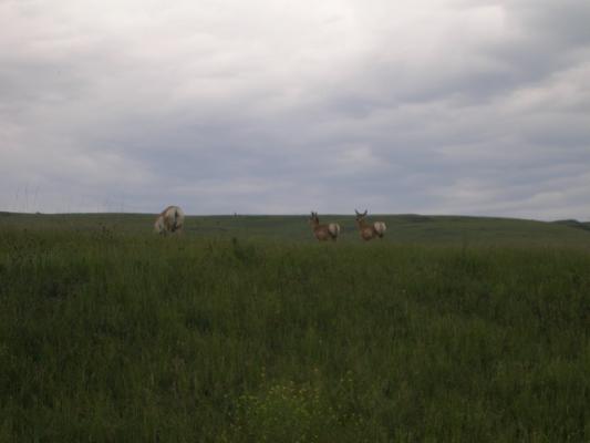 Antelope