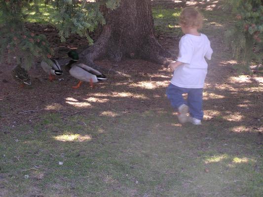 Noah chases some more ducks.