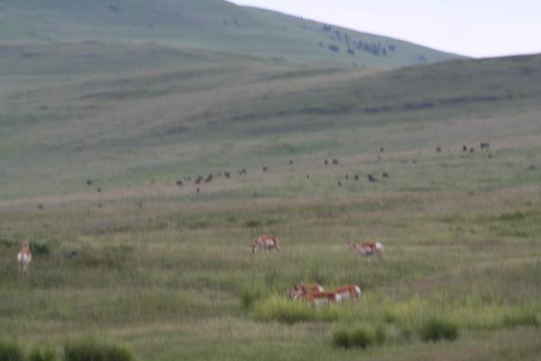 Antelope and Buffalo.