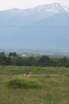 This one is an antelope.