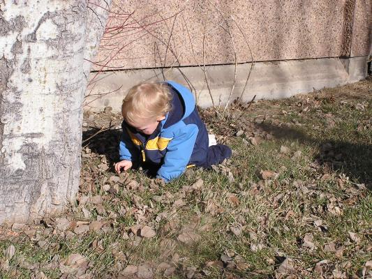 Noah plays with some leaves in our yard.