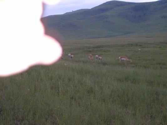 Antelope and a UFO