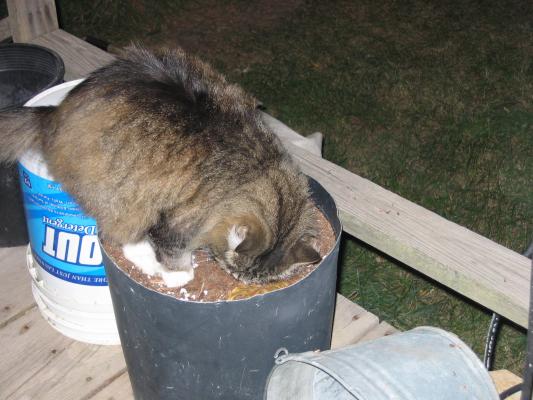 Grampa Wright's kitty.