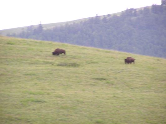 Buffalo on a hill.