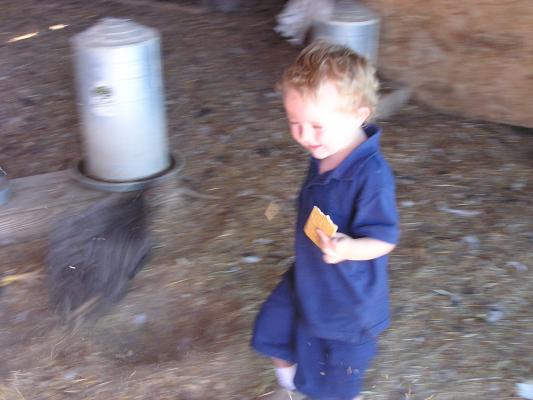 Noah chases a chicken.