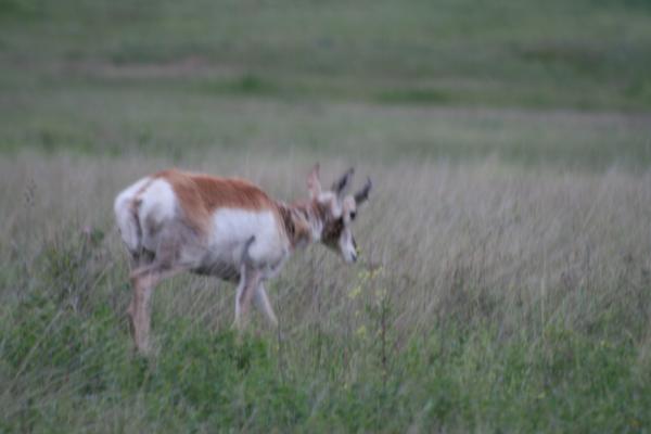 An antelope.