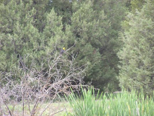 Yellow headed black bird on the nature trail.