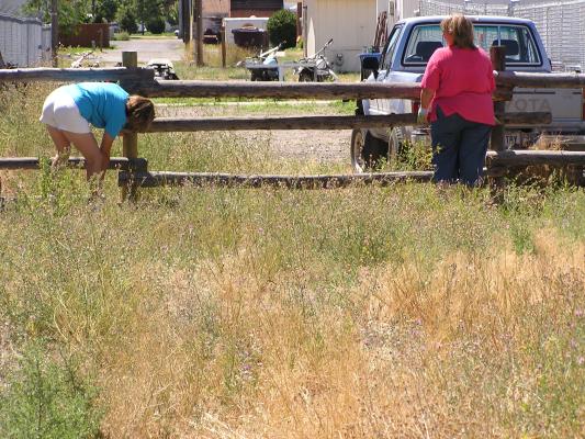 Fixing the fence.