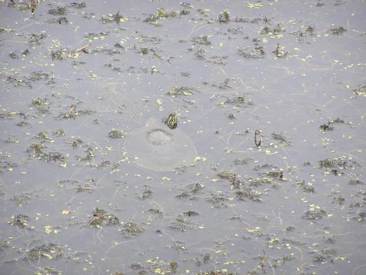 The turtles are plentiful.