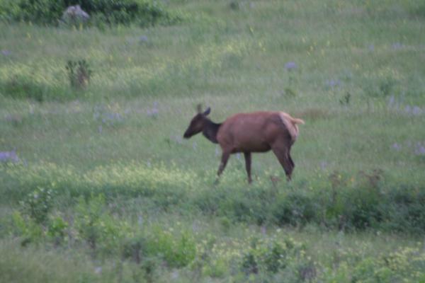 An elk.