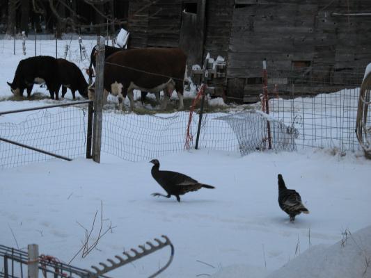 Turkeys and cows