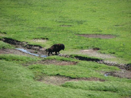 Bison