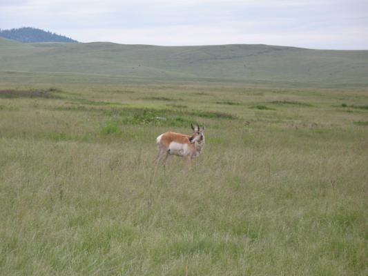 Antelope at the Bison Range.