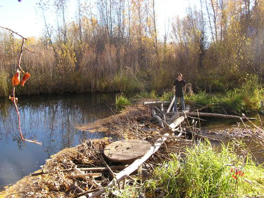 David at the Beaver Dam