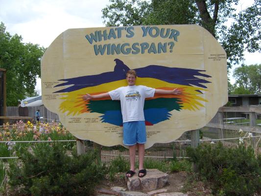 Joes wing span is about the size of a turkey vulture. He doesn't quite make it to golden eagle.
