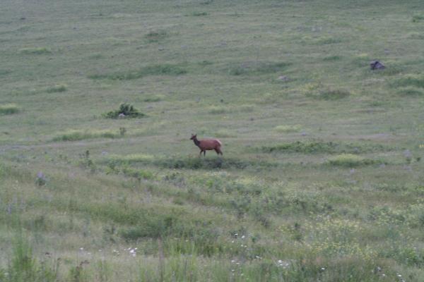An elk.