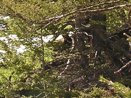 Here's the bear zoomed in.