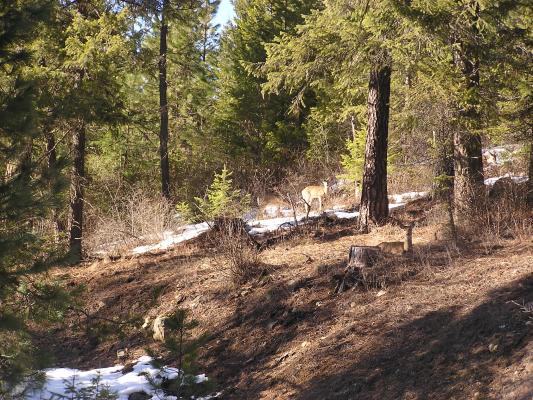 Some deer by the side of the road.