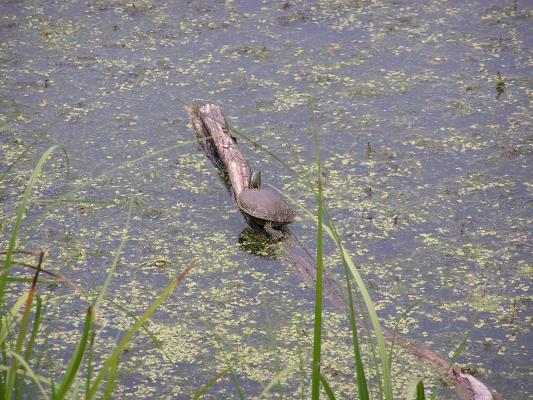 Turtle on a stick on the nature trail.