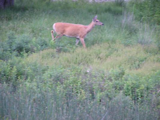 A deer by Mission Creek.