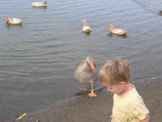 The geese are pretty friendly at Bozeman Pond.