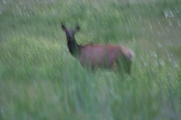 An elk.