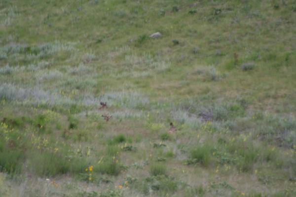 A few deer.