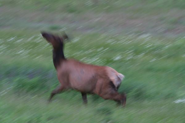 An elk.