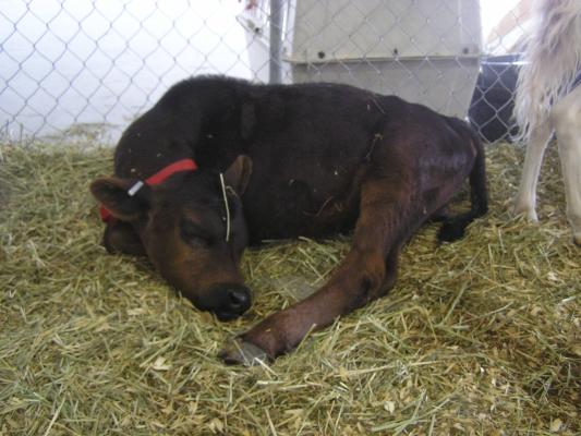 Yep, It is a sleepy calf.