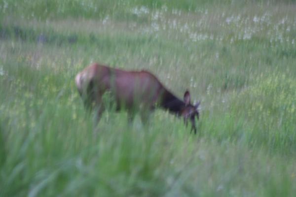 An elk.