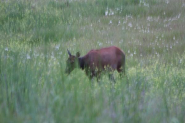 An elk.