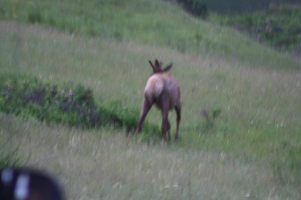 An elk.