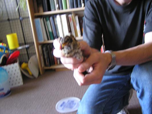David caught a bird that was flying in our hallway.