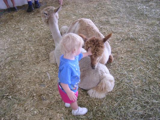 Sarah likes alpacas