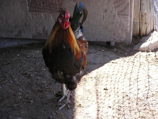 rooster