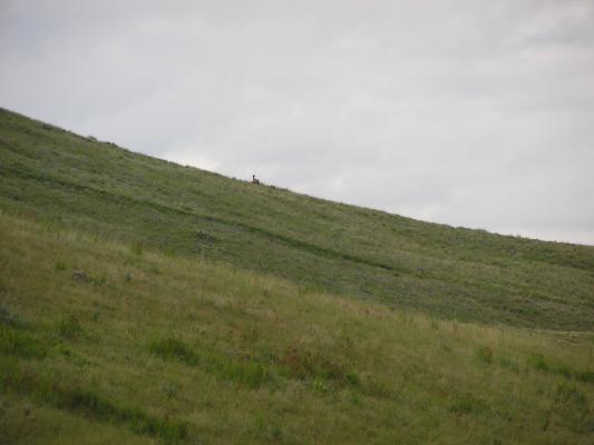 Now can you see the elk?
And her baby?