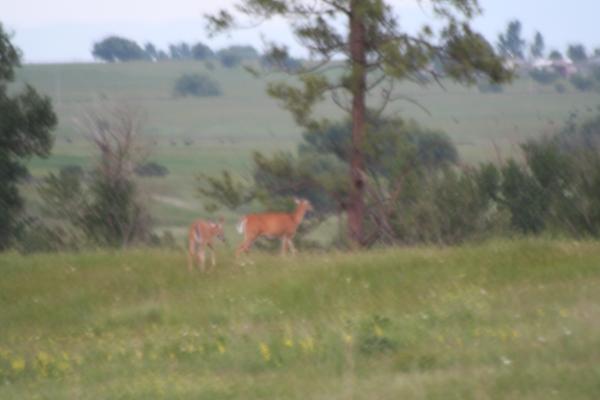 A couple of deer.