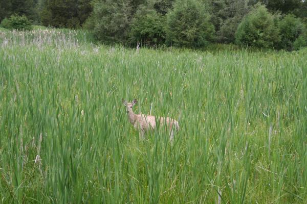 The deer stops to look at us.