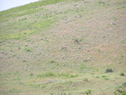 A pair of deer on the hill grazing.