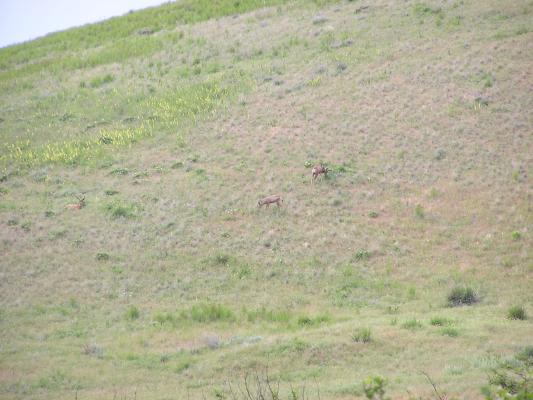 A pair of deer on the hill grazing.