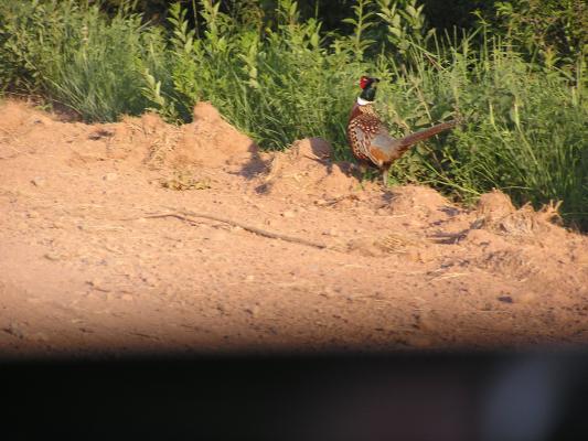 pheasant