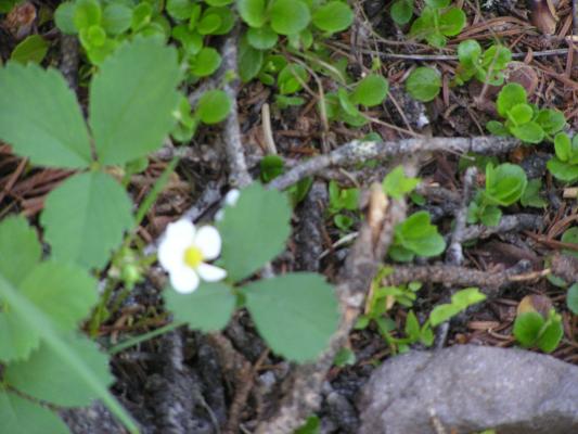 Strawberry plant