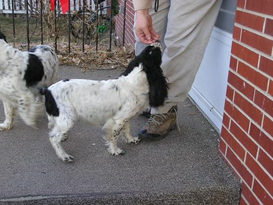 Walt Cline has some English Cocker Spaniels.